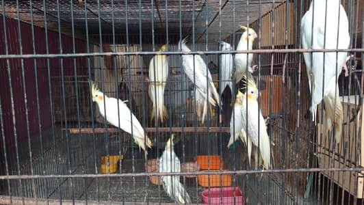 Cockatiels