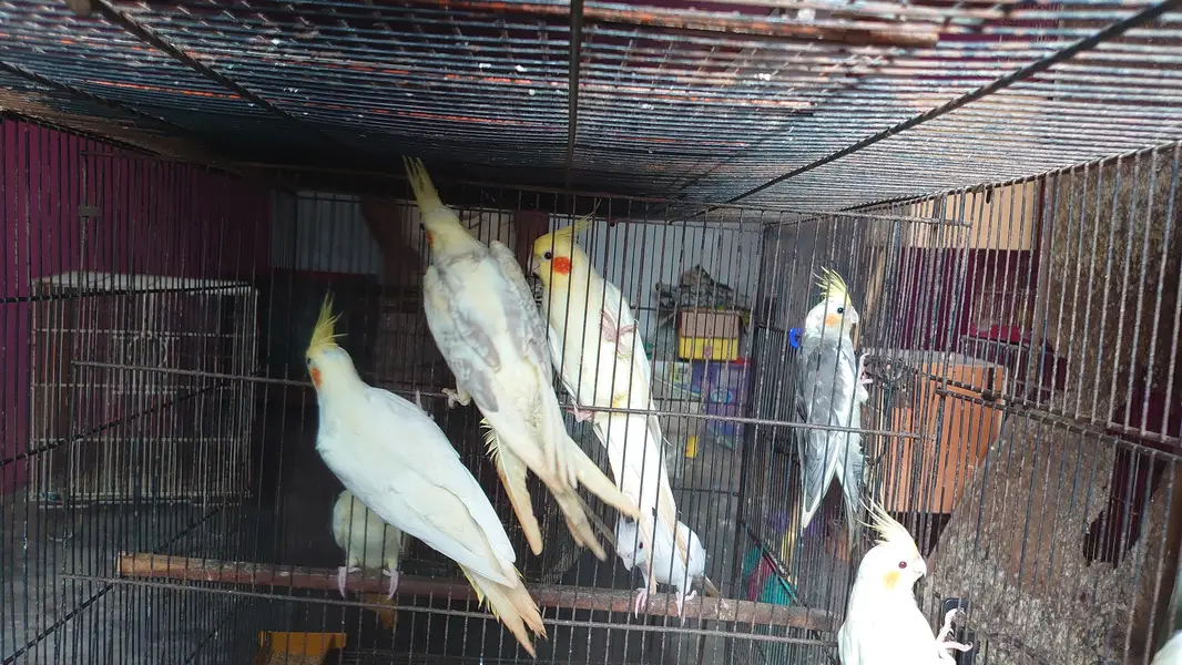 Cockatiels — photo 2