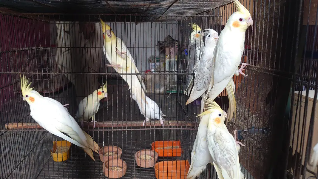 Cockatiels — photo 3