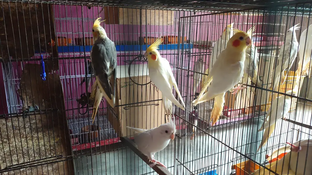 Cockatiels — photo 4
