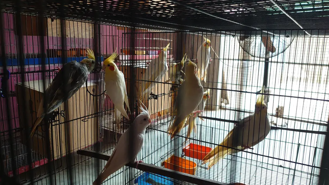 Cockatiels — photo 5