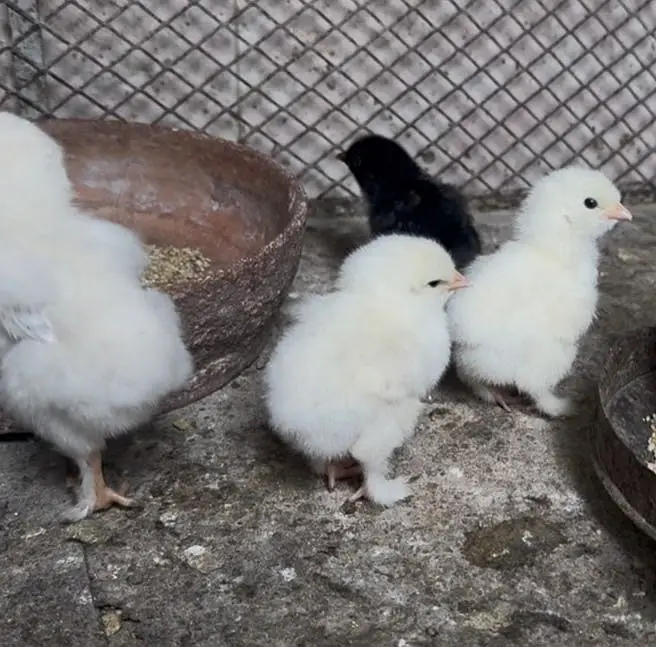 5 Golden & 8 White buff — photo 2
