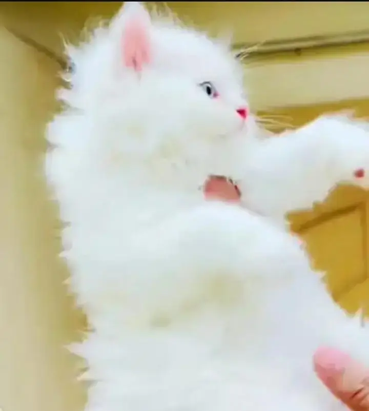 (Persian female kitten) (for sale all) (Pakistan delivery available) — photo 2