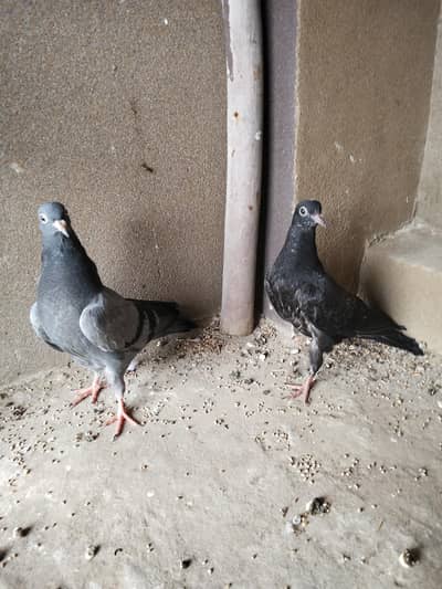 Fancy pigeon