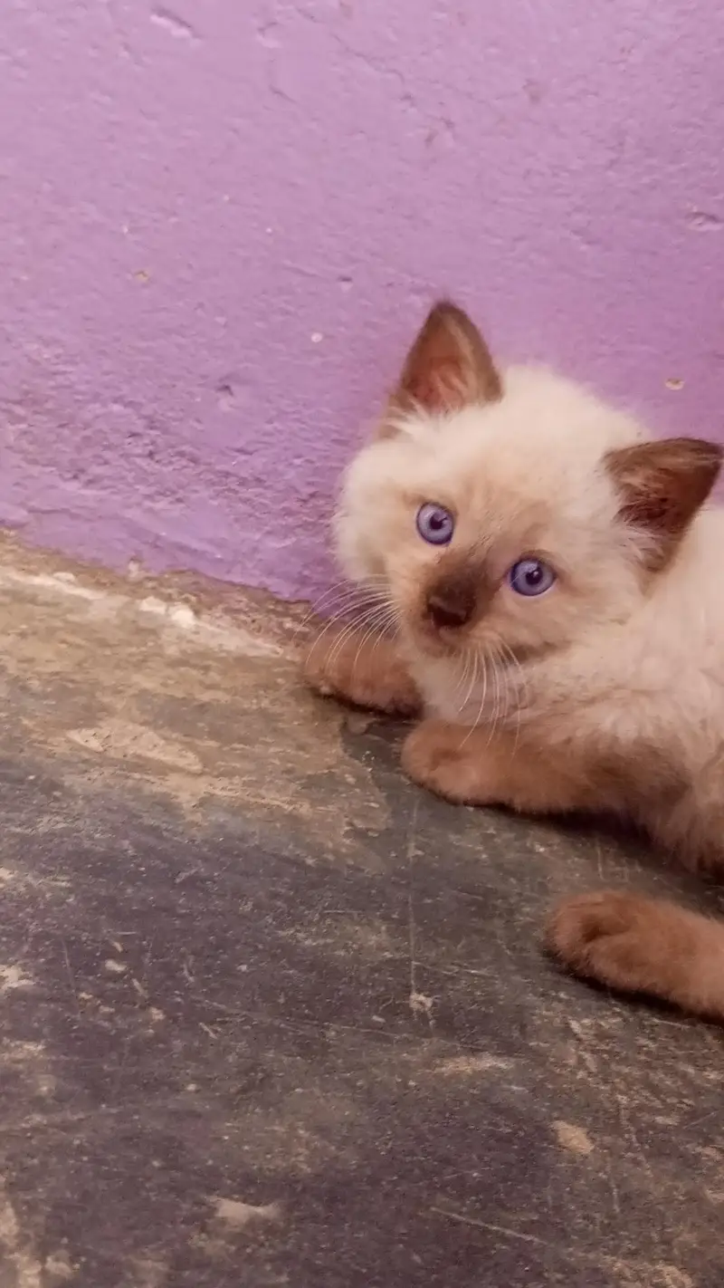 Himalayan kitten — photo 2