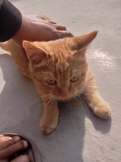 Persian cat single coat