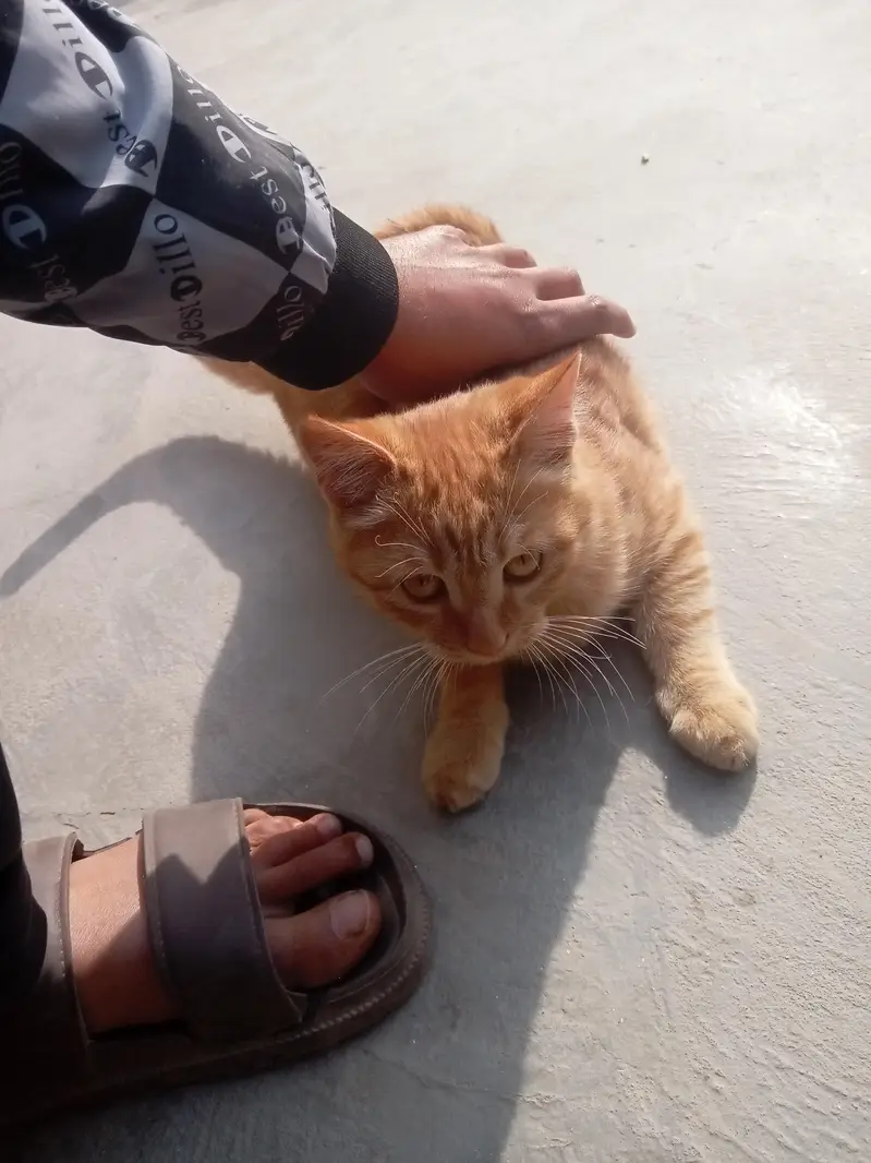 Persian cat single coat — photo 3