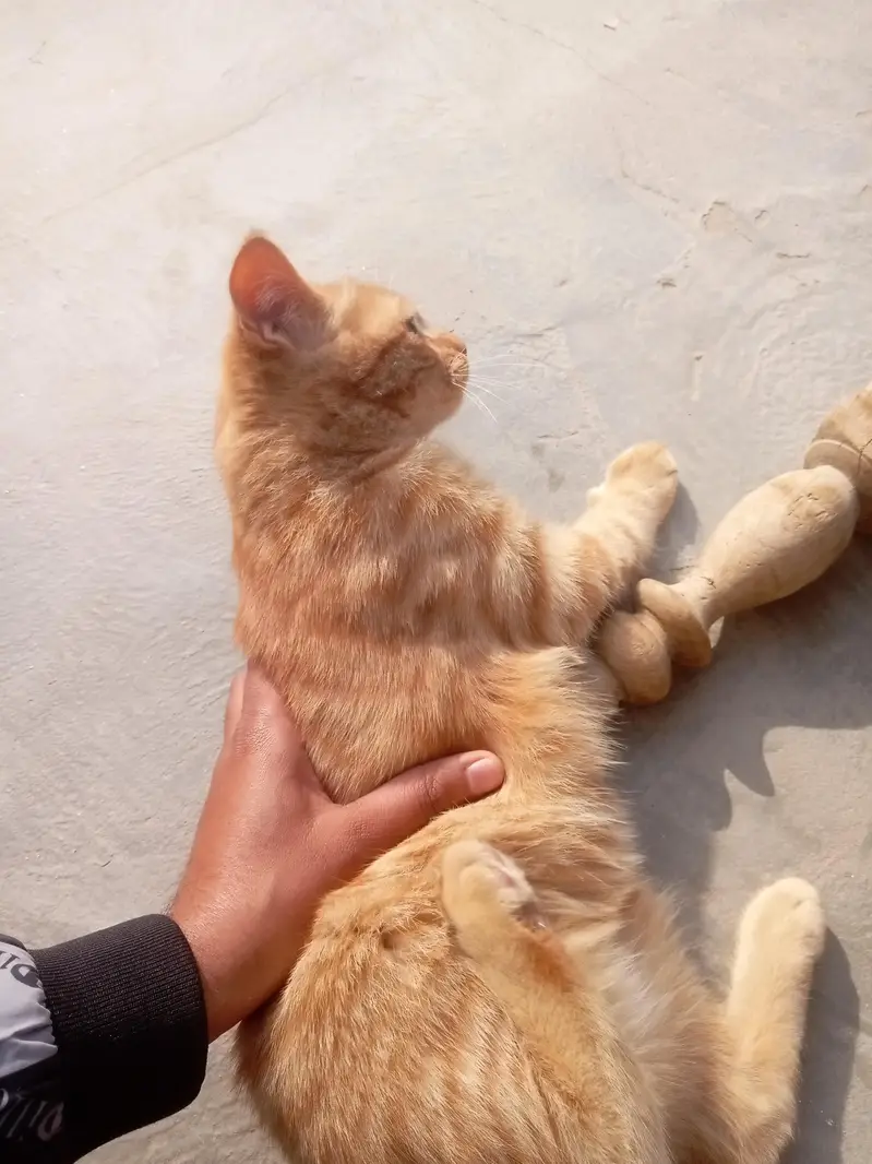 Persian cat single coat — photo 4