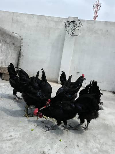 Australorp Male breeders