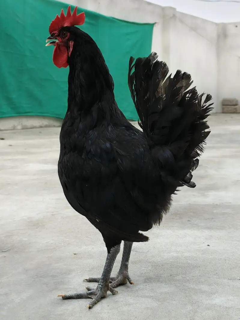 Australorp Male breeders — photo 3