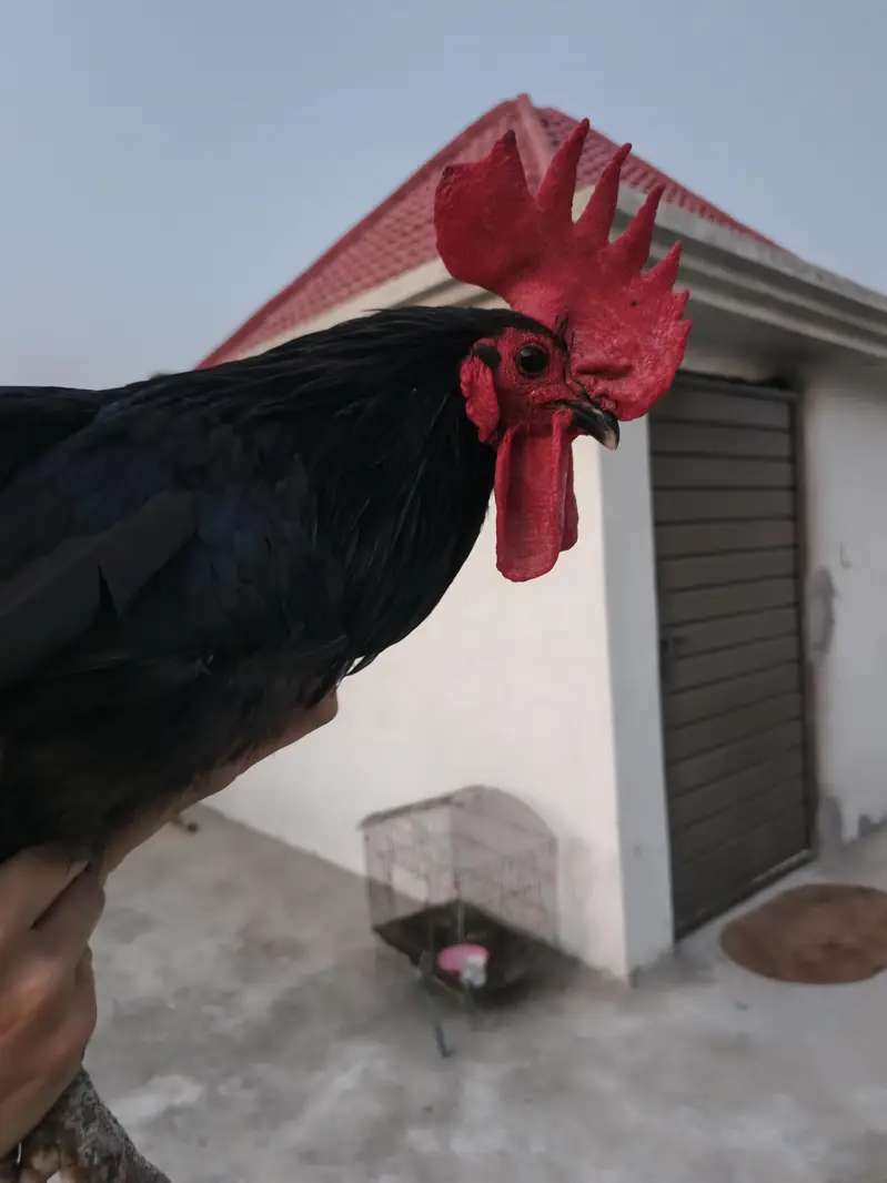 Australorp Male breeders — photo 8