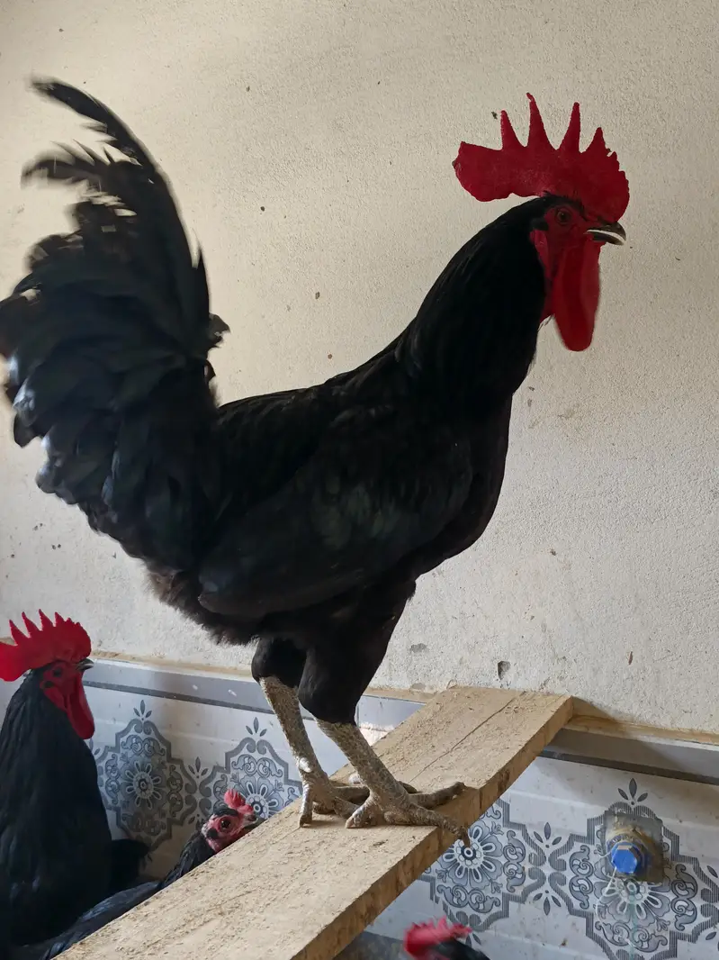Australorp Male breeders — photo 9