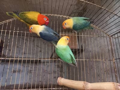 lovebirds