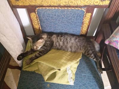 Persian cat for adoption