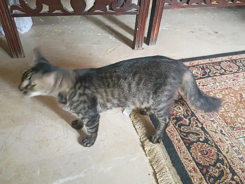Persian cat for adoption — photo 2