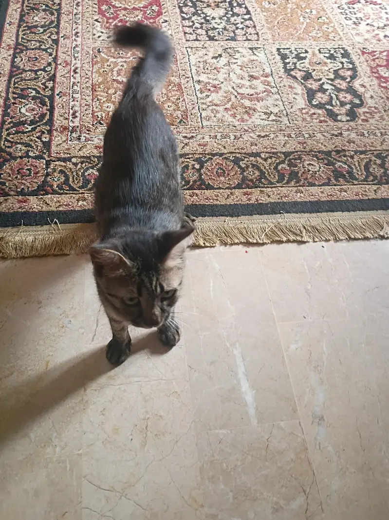Persian cat for adoption — photo 3