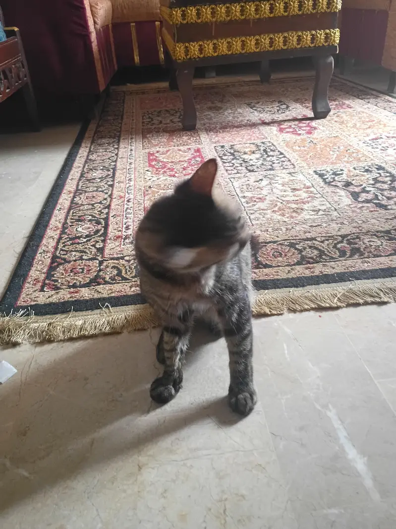 Persian cat for adoption — photo 4