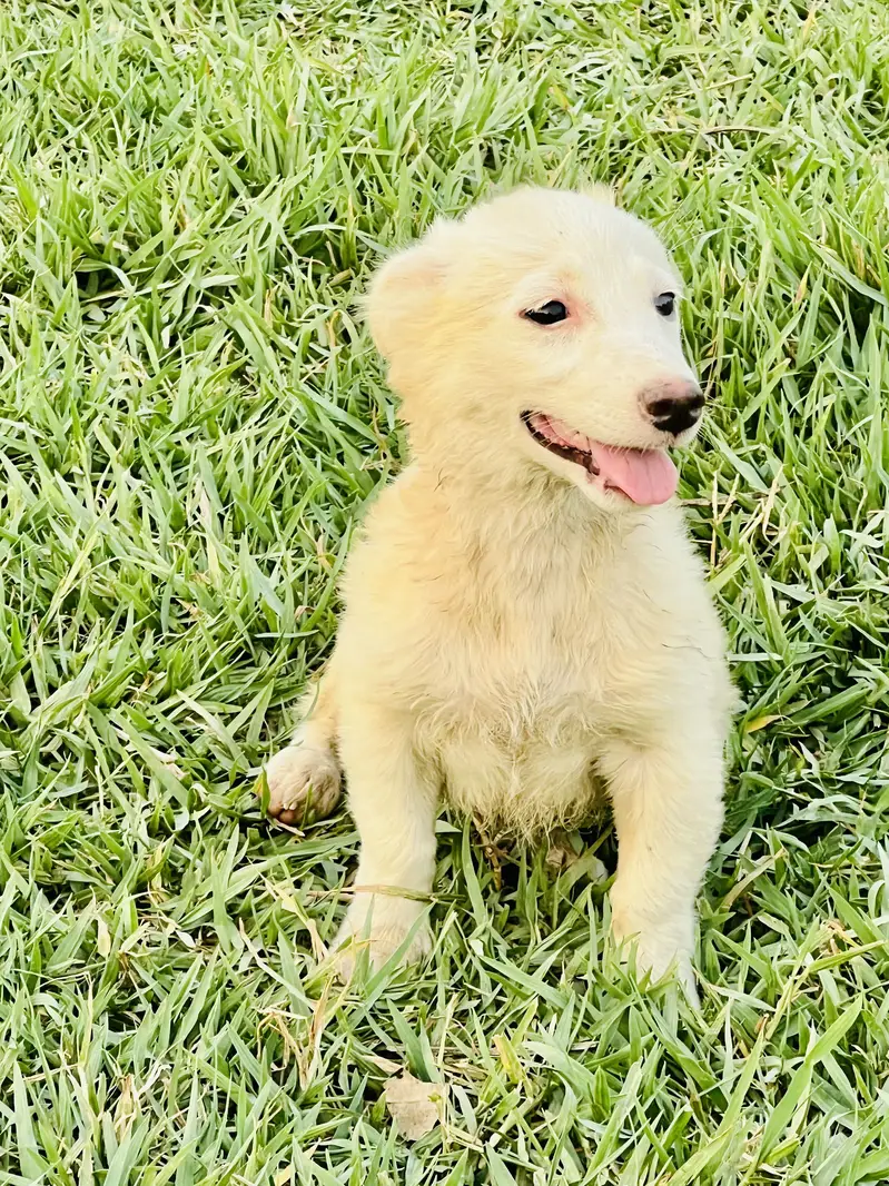 Pet dog — photo 2