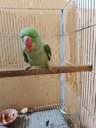 1 year healty male kashmri raw baby full jamboo