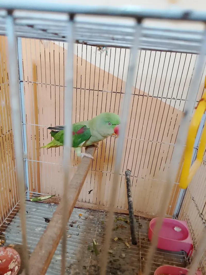 1 year healty male kashmri raw baby full jamboo — photo 2