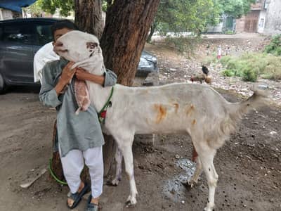Female Goat Rajan puri For sale