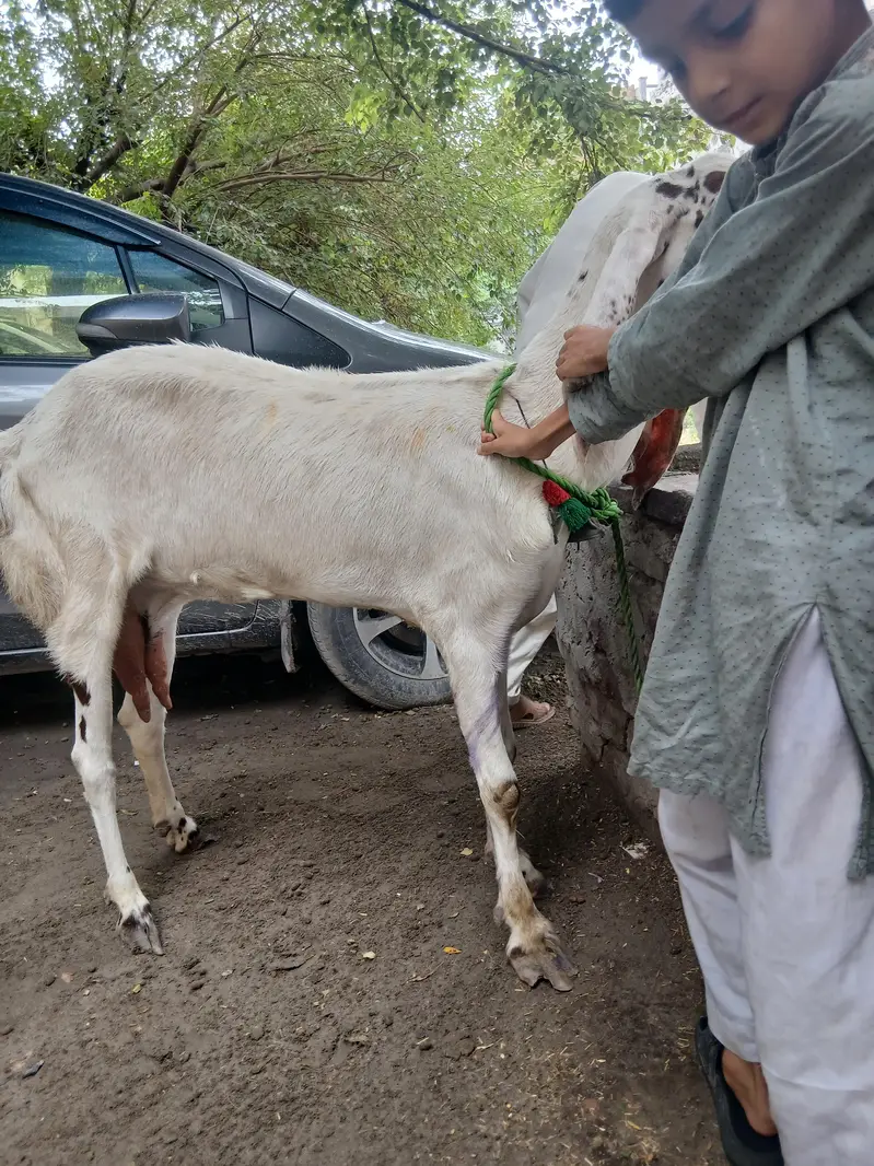 Female Goat Rajan puri For sale — photo 2