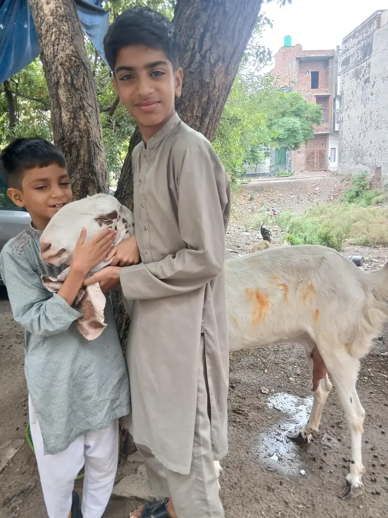 Female Goat Rajan puri For sale — photo 3
