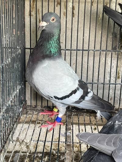 qasid pigeons