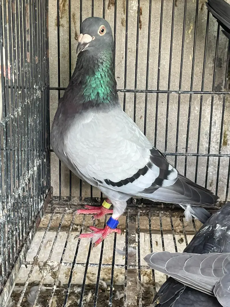 played female qasid pigeons — photo 2