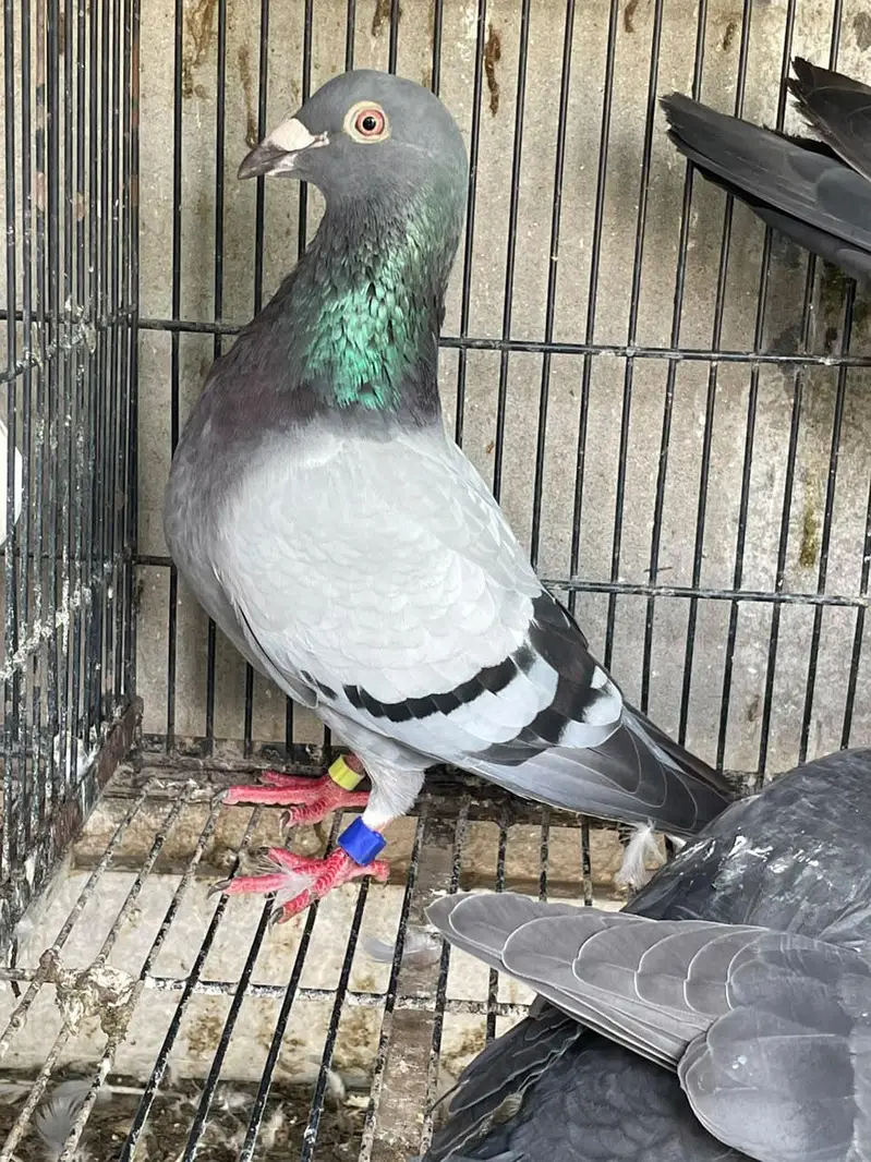 played female qasid pigeons — photo 3