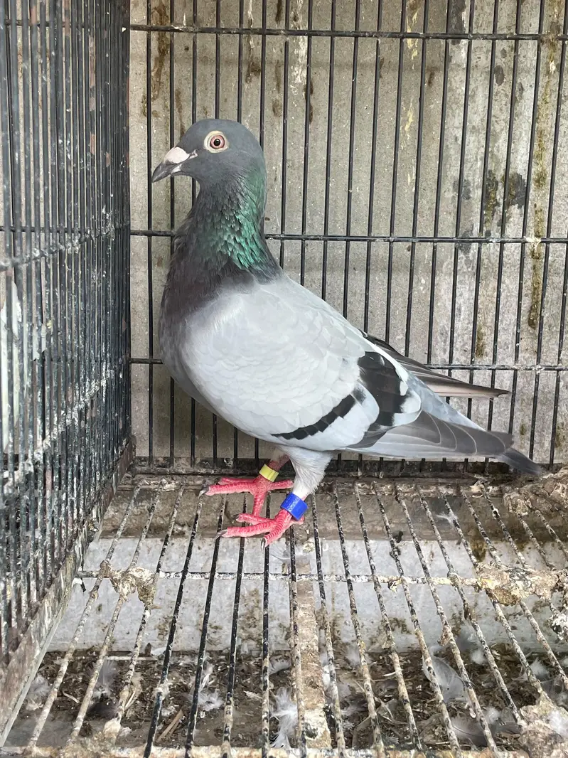 played female qasid pigeons — photo 4