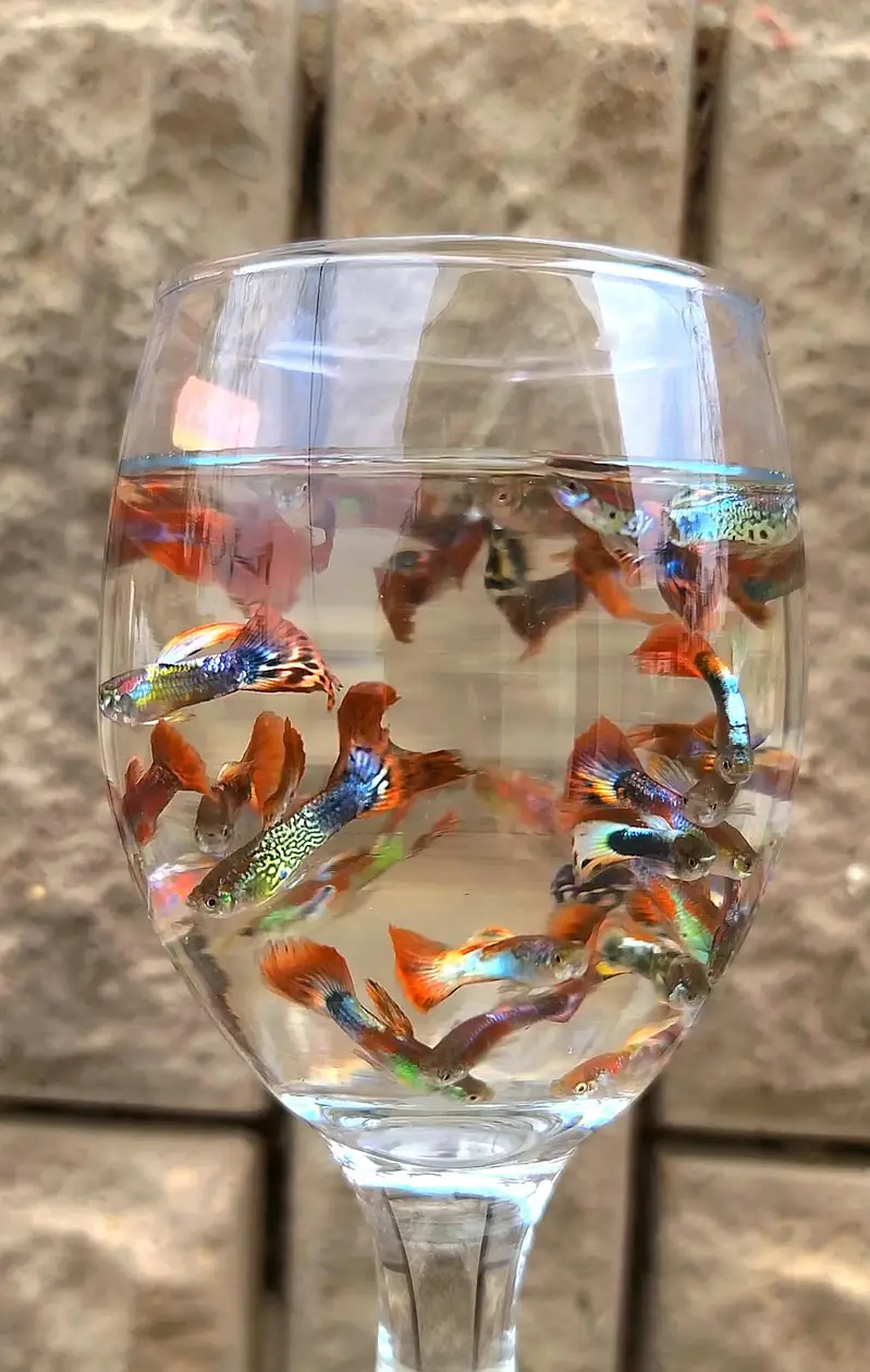 Colorful Fancy Guppy Fishes — photo 3