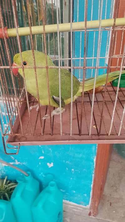 parrot for sale  with pinjara