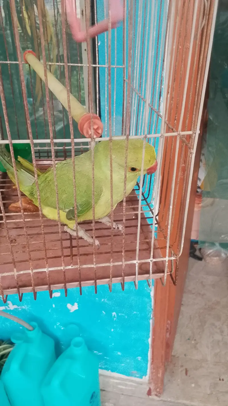 parrot for sale  with pinjara — photo 2