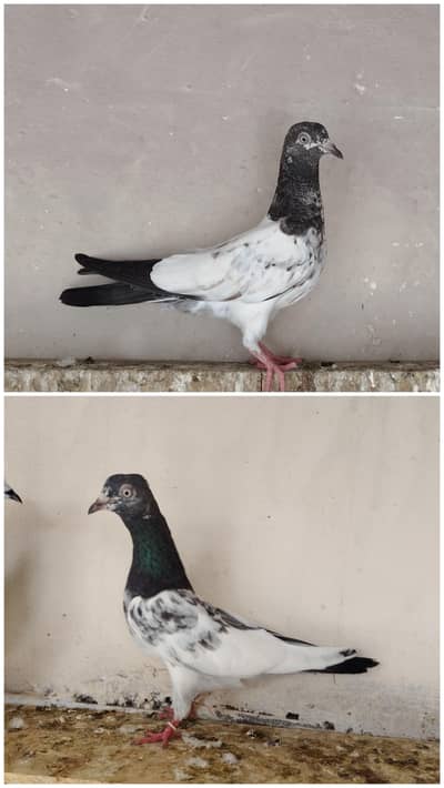 Female baby pigeons/paathi/bachy/teddy kabootar/pigeons for sale