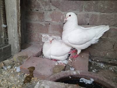 King High Quality Pigeon pair