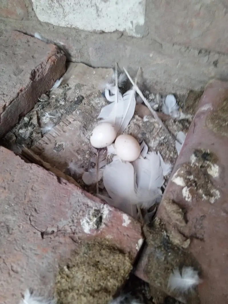 King High Quality Pigeon pair — photo 2