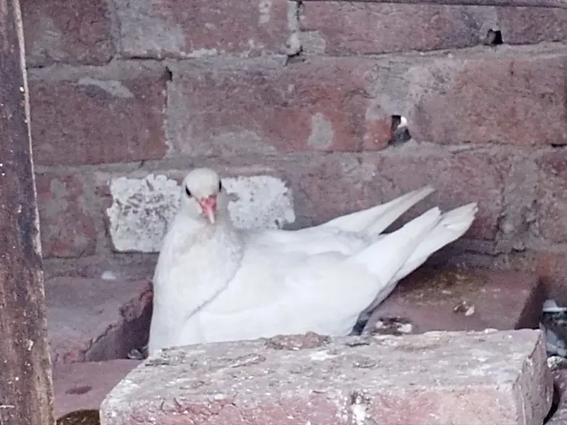 King High Quality Pigeon pair — photo 3