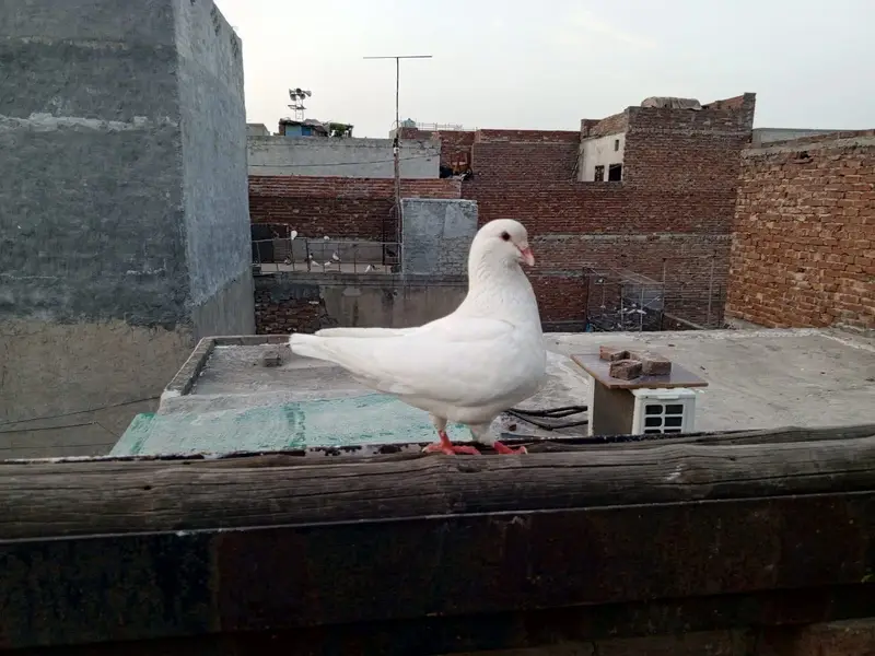 King High Quality Pigeon pair — photo 4