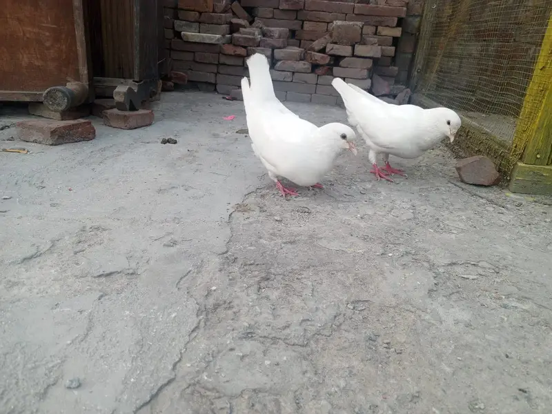 King High Quality Pigeon pair — photo 5
