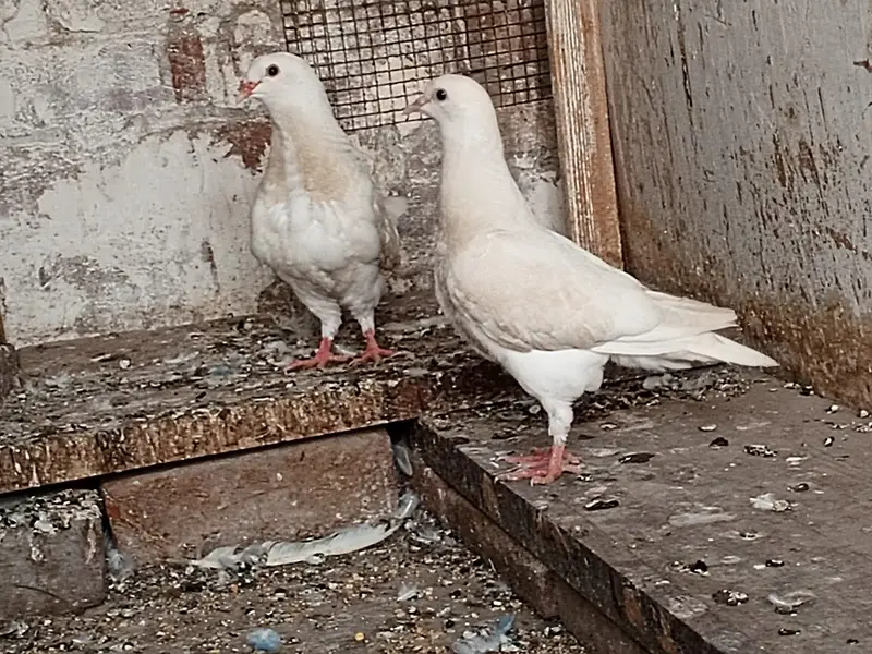 King High Quality Pigeon pair — photo 6