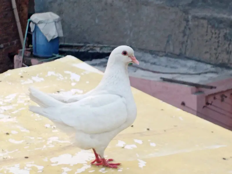 King High Quality Pigeon pair — photo 7