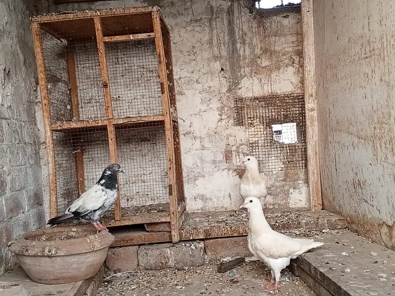 King High Quality Pigeon pair — photo 8
