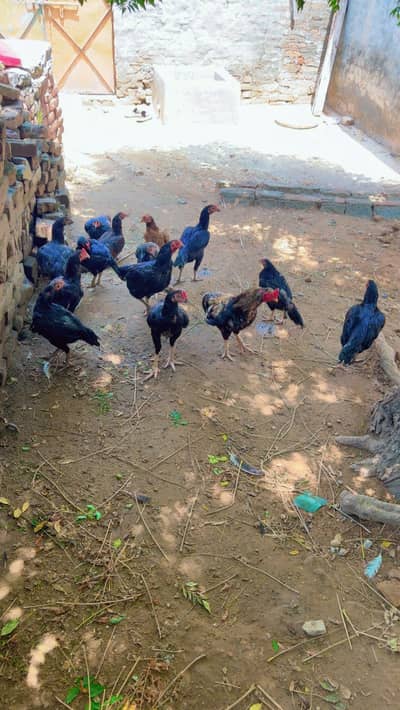 Desi Hens For Sale(Pure Desi)