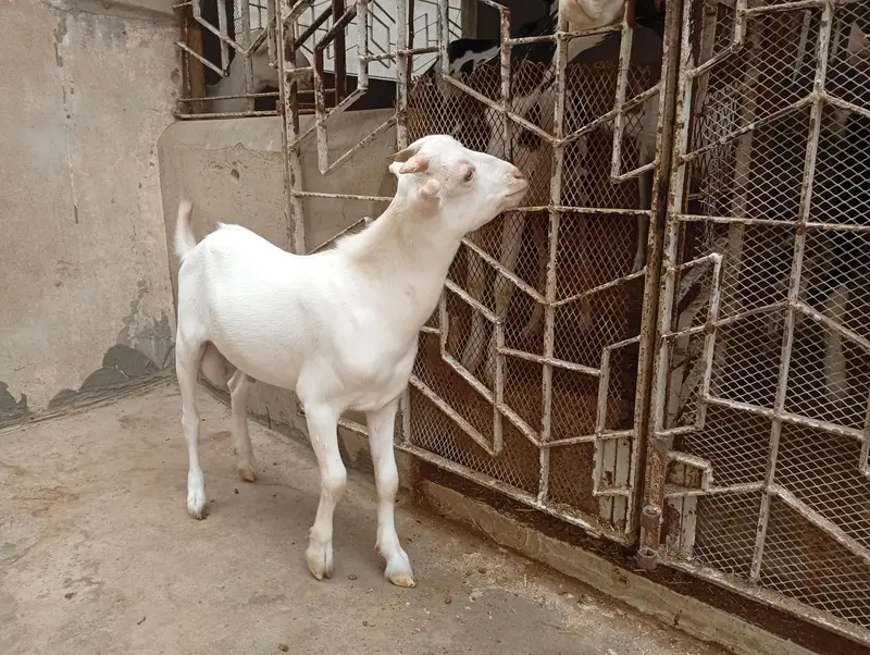 breeder quality male kid — photo 2