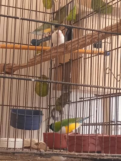 Gouldian finch
