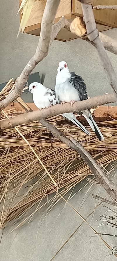 Diamond Silver Pied Dove