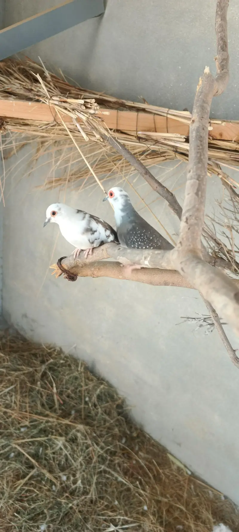 Diamond Silver Pied Dove — photo 2