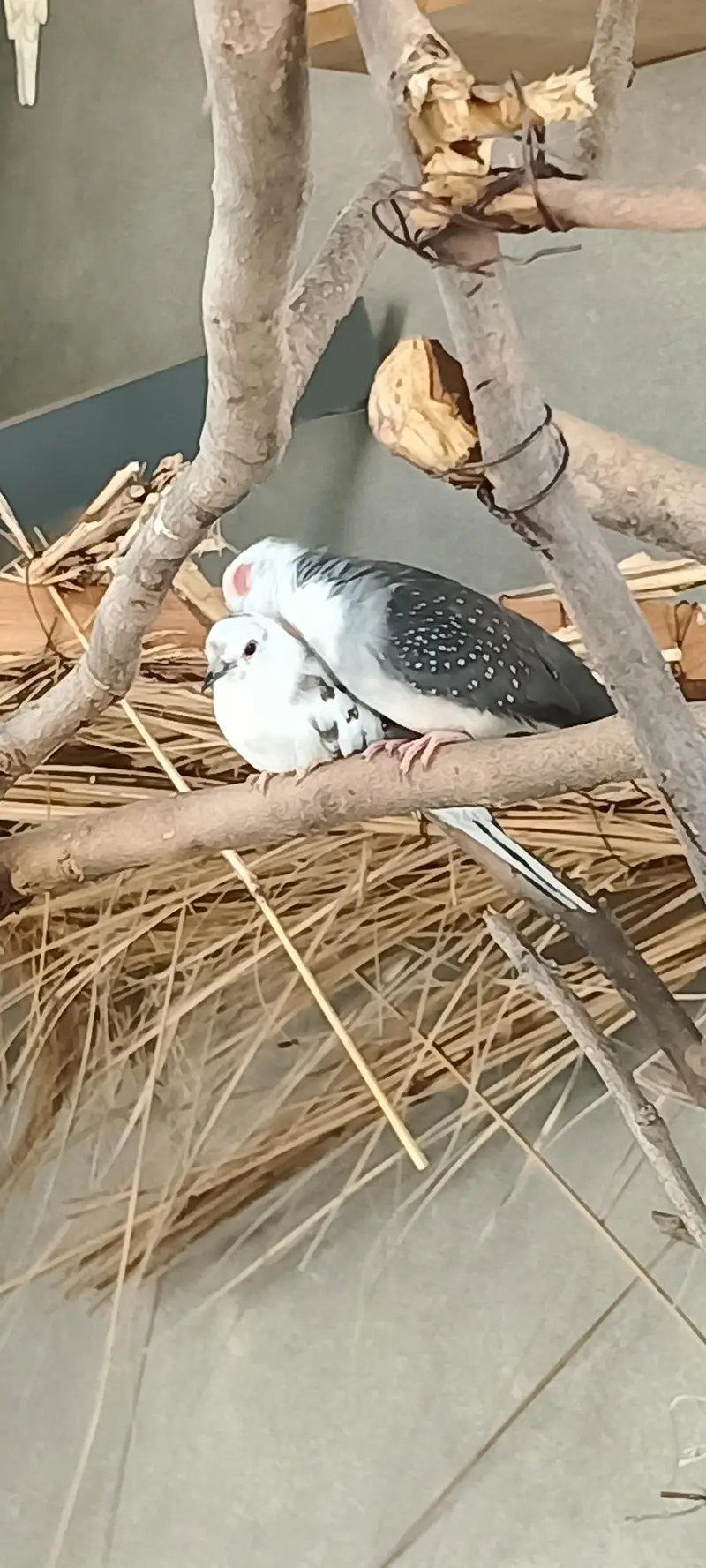 Diamond Silver Pied Dove — photo 3