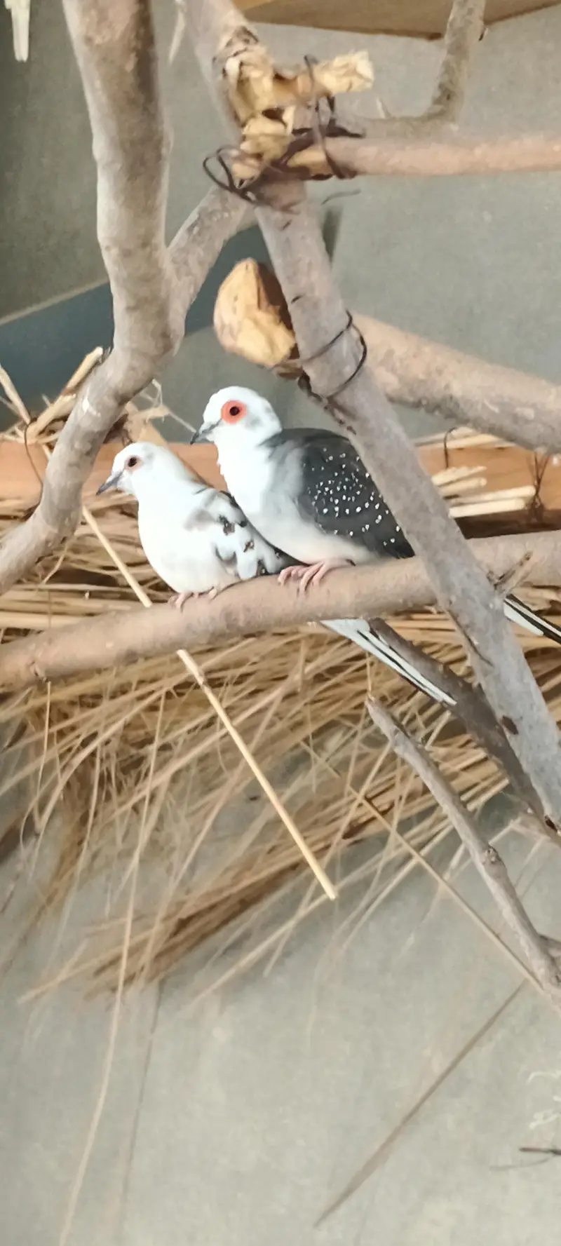 Diamond Silver Pied Dove — photo 4